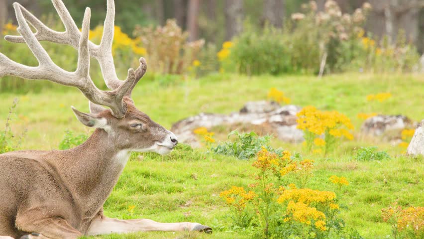 Large red deer stag with antlers resting calmly in bright, green meadow under soft daylight