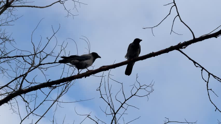 Two crows are sitting on a bare tree branch and quarrelling.