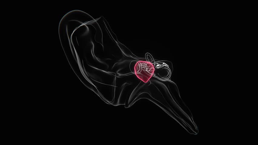 Xray Video of Acute otitis media | Acute otitis medias Xray video in vertical | Acute otitis media in 4K Video