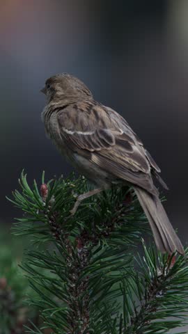 Brown sparrow rests on pine branch, natural daylight, shallow depth, steady camera, soft background