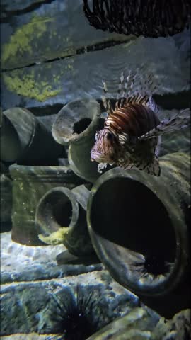 ​Vibrant Lionfish Swimming in a Aquarium with Decorative Pots