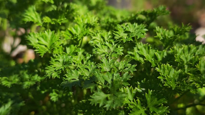 Parsley Herb in the Garden