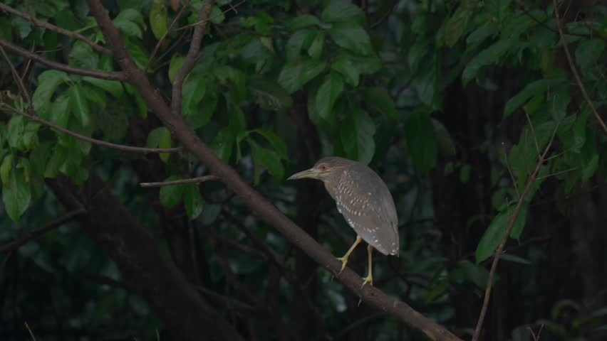 A juvenile black-crowned night heron perched on a new branch after flying across the riverbank, showing its streaked plumage and orange eye. A calm wildlife moment from Borneo, filmed in 4K.