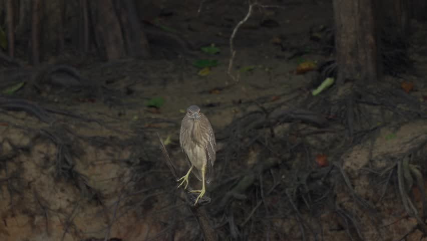 A juvenile black-crowned night heron perched on a branch along the muddy riverbank, with slow camera movement and long-lens compression. A calm Bornean wildlife moment in 4K.