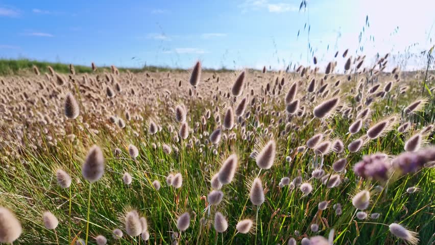 Hare’s tail grass sways gently in the breeze with soft sunlight brightening the field of fluffy seedheads, soothing backdrop
