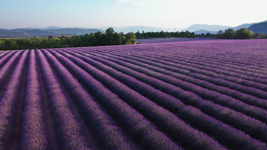 Blooming lavender fields with blue lavender flowers in summer France. Farm for the production of lavender oil. 