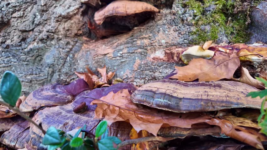 Large mushroom grows on a tree trunk with autumn leaves creating warm natural tones, macro pullback