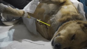 Arms of professional vets sterilizing a dog in veterinary polyclinic. Hands of veterinarians doing operation a pet under general anesthesia in clinic. Concept of care and help to animals. Close up - Powered by Shutterstock - Get 15% off with code: PIKWIZARD15