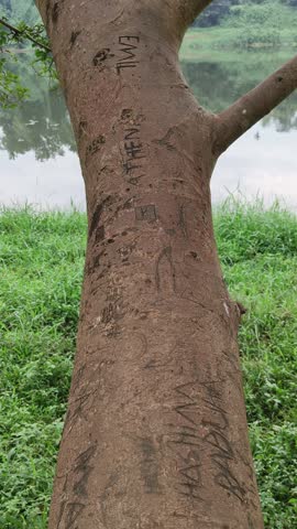 Endangered old tree trunk with scar damage made by irresponsible tourists by carving name, words and letters on wood surface. Create memory, mark presence and vandalize nature concept.