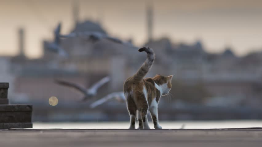 Cat explores seaside area as birds take flight during sunrise near the Istanbul city skyline. White-and-orange cat watches seagulls hunt for fish in Istanbul