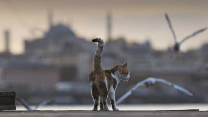 Cat explores seaside area as birds take flight during sunrise near the Istanbul city skyline. White-and-orange cat watches seagulls hunt for fish in Istanbul's Golden Horn