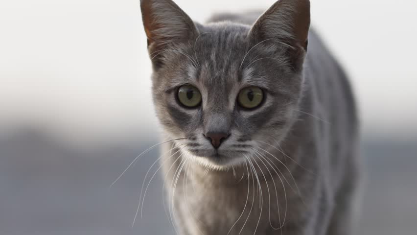 Curious gray cat explores the outdoor surroundings on sunny day. Cute gray cat looks at the camera and wants to be petted