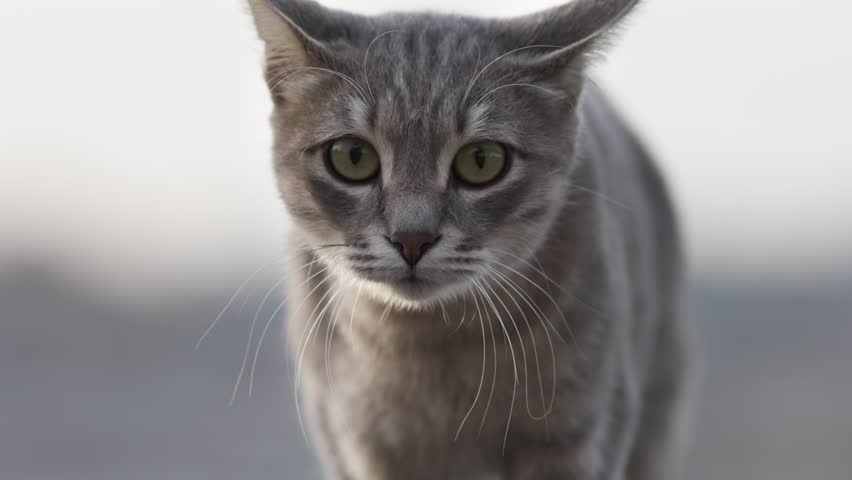 Curious gray cat explores the outdoor surroundings on sunny day. Cute gray cat looks at the camera and wants to be petted