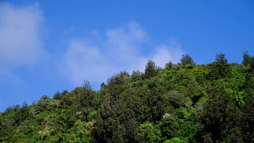 Fast moving clouds and shadows over forest trees on windy day in Wellington, New Zealand Aotearoa