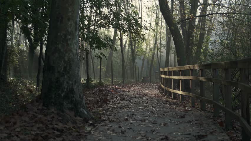 Static shot of a forest walkway at sunrise, with soft fog, fallen leaves and wooden railing creating a calm, mysterious atmosphere.