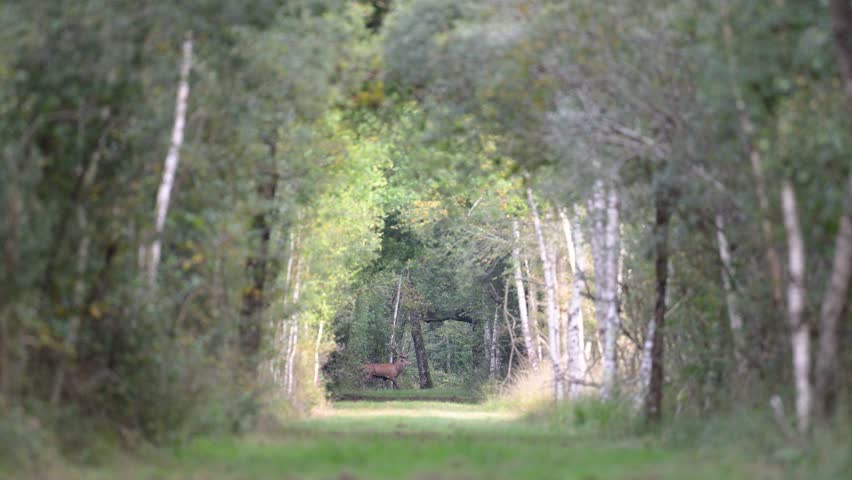 Big Red deer stag bellowing and crossing a forest path while smelling during the rut. Cervus elaphus, Garrulus glandarius, Sologne, Loiret 45, région Centre Val de Loire, France, Europe