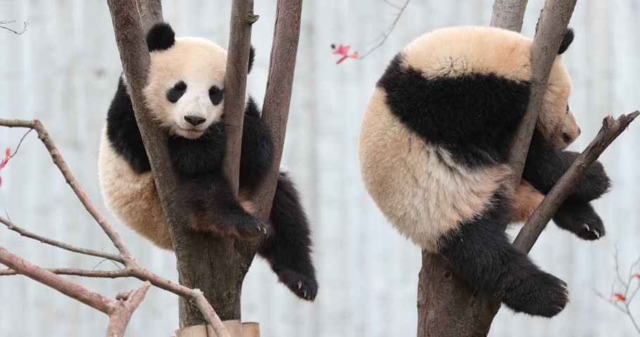 Giant panda babies on the tree