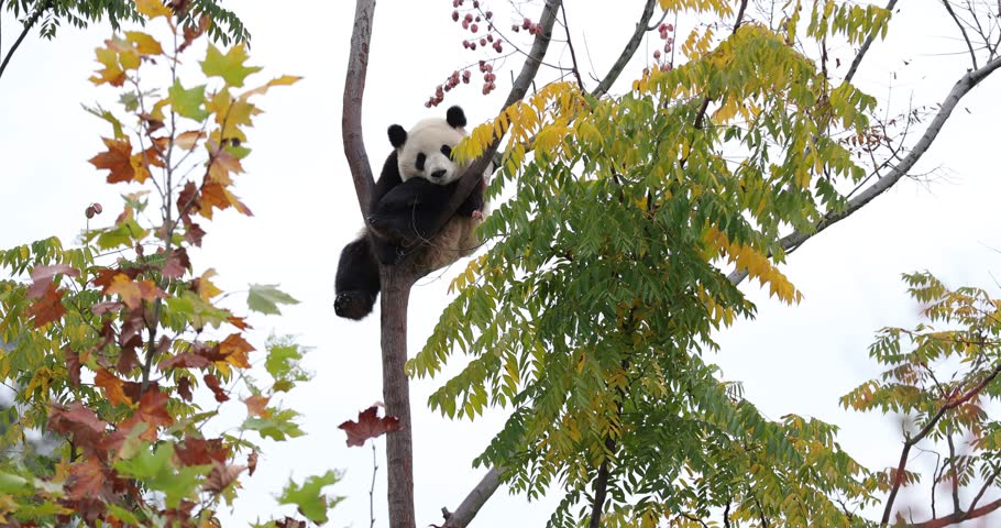 Giant panda baby on the tree