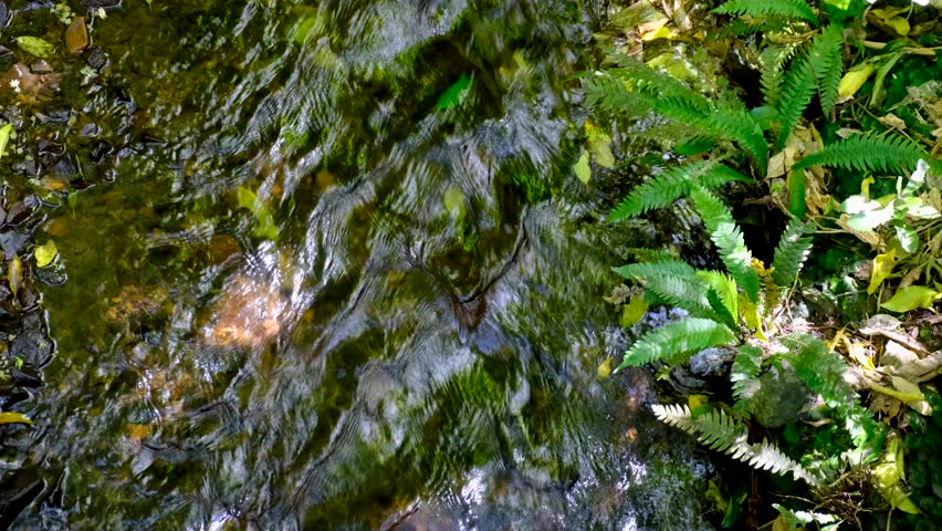 Narrow fast flowing freshwater stream shallow, crystal clear water through forest environment landscape in Wellington, New Zealand Aotearoa