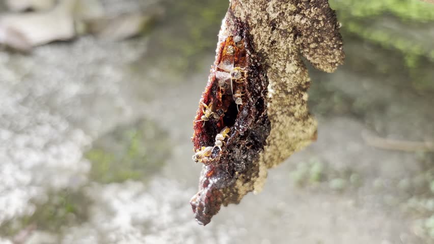 Close-up of resin on tree bark.