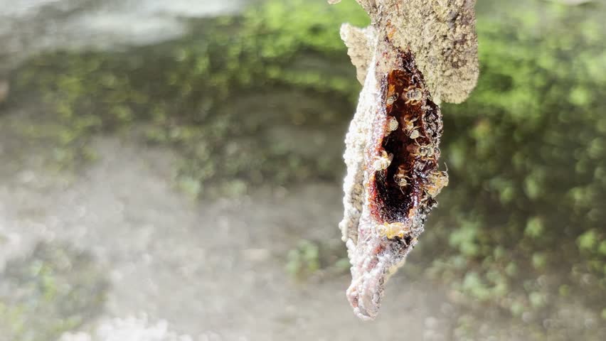 A macro video of stingless bees going in and out