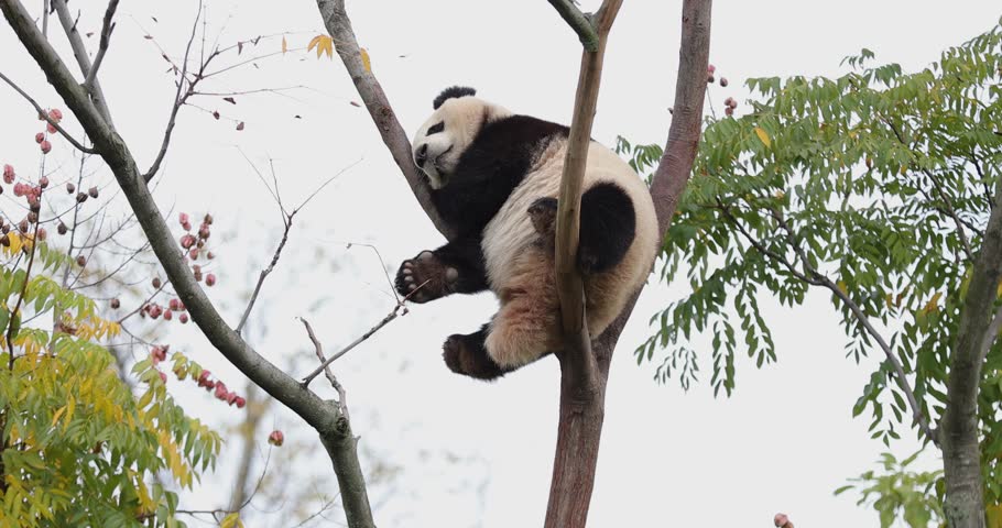 Giant panda baby on the tree