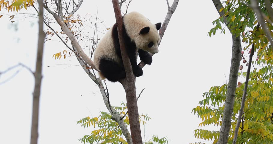 Giant panda baby on the tree