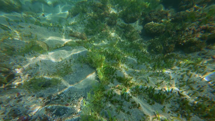 Close-up of vivid marine life featuring butterflyfish and lush underwater vegetation in Tenacatica, Jalisco, Mexico. Crystal-clear waters provide vibrant, detailed views of the ocean floor.