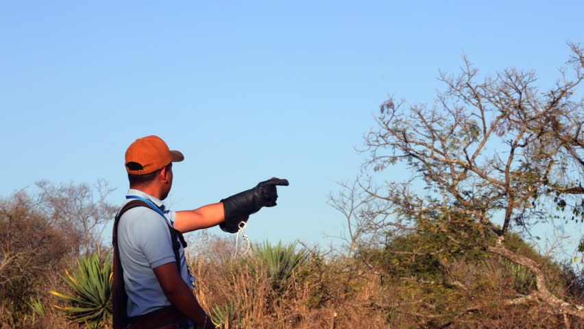 Man with glove holds landed eagle and pets it while standing in dry vegetation under clear sky