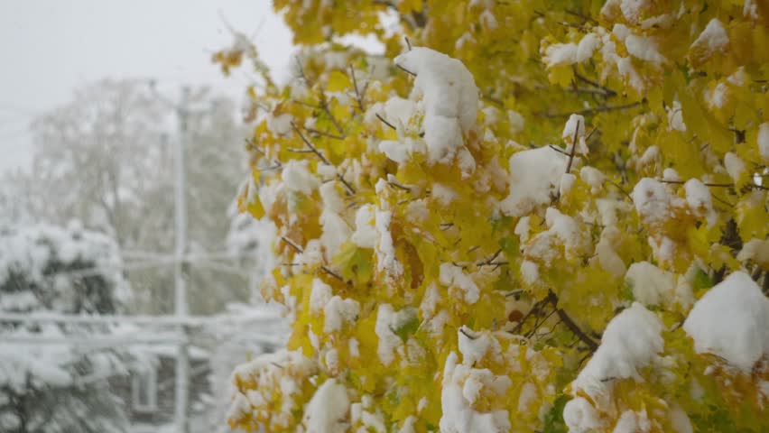 Yellow Leaves Of Trees Covered With Snow During Snowfall In Winter. - closeup shot