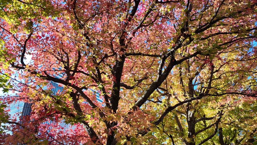 Colorful autumn trees with red and yellow leaves under clear blue sky