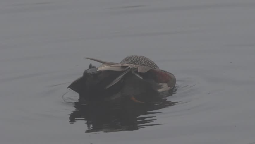 Gadwall (Mareca strepera) swimming in a pond