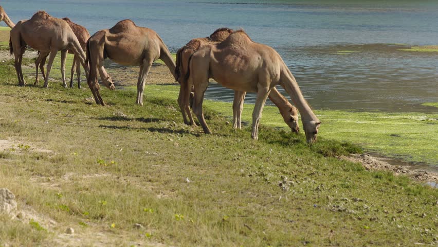 Dromedary camel foraging on arid terrain under a clear blue sky, with the rocky coastline and mountains of Mughsayl Beach in Dhofar, Oman, providing a scenic backdrop during the dry season