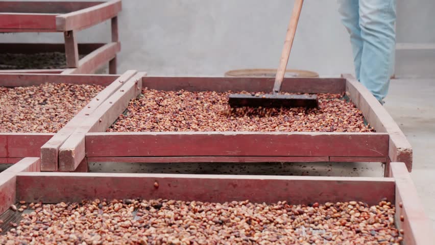 Low-section shot of an unrecognizable factory worker processing spread-out dried cocoa beans, highlighting food production, industrial work, and manual processing.