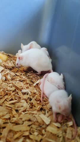 White mice giving birth to multiple newborn pups in a nesting area; a tender biological moment capturing natural maternal behavior, vulnerability, reproduction, and the beginning of small-animal life.
