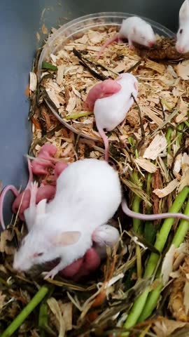 White mice giving birth to multiple newborn pups in a nesting area; a tender biological moment capturing natural maternal behavior, vulnerability, reproduction, and the beginning of small-animal life.