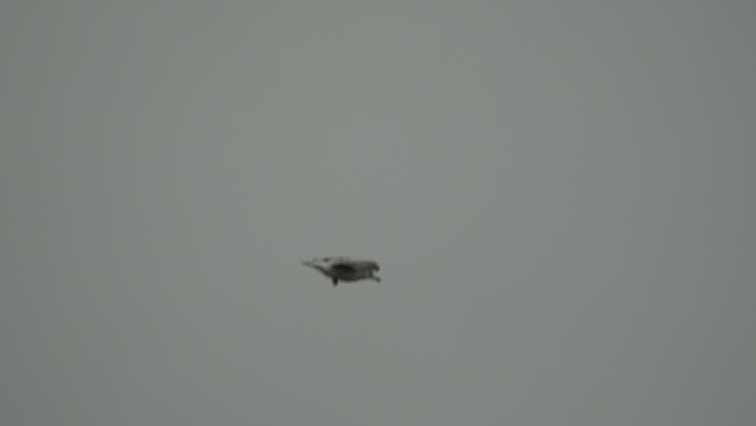 Seagull flying gray overcast sky wings spread slow motion marine bird gliding