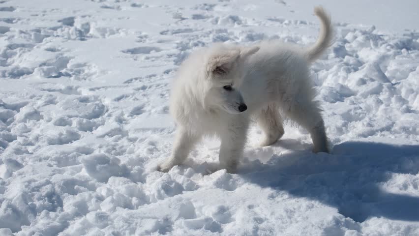 Slow motion footage of a White Swiss Shepherd (Berger Blanc Suisse) puppy plays with snowball in snow in winter.