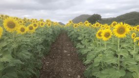Vibrant sunflower field in Nakhon Ratchasima Province, Thailand.  - Powered by Shutterstock - Get 15% off with code: PIKWIZARD15