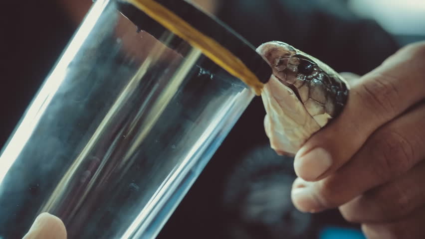 Person collects snake venom into a jar