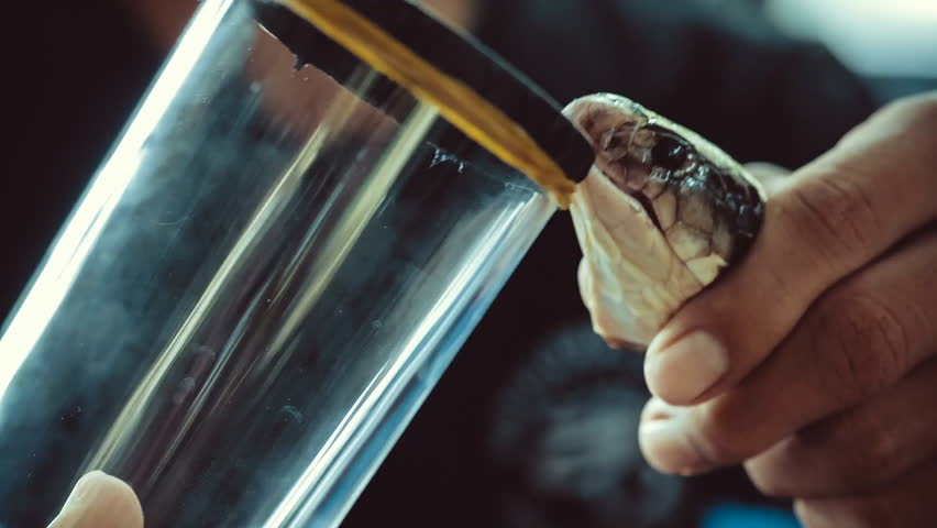 Person collects snake venom into a jar