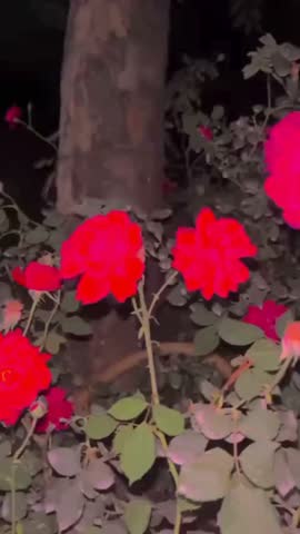A beautiful display of red roses in full bloom against a dark background