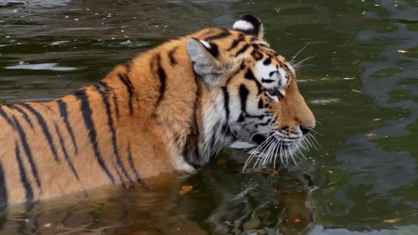 Siberian tiger playing in water.