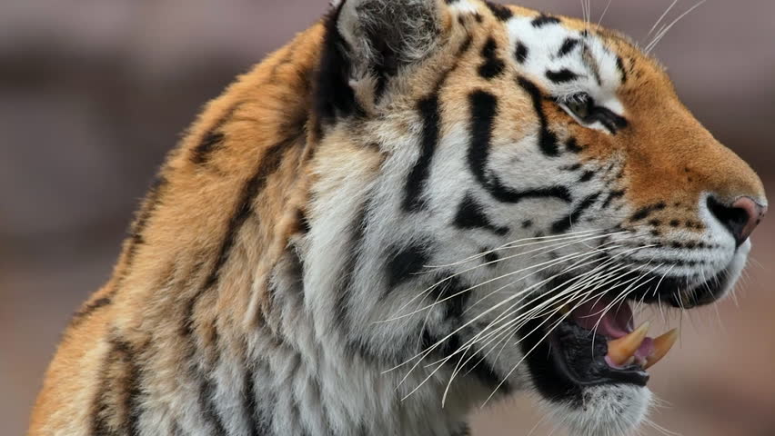 Portrait of Siberian tiger panting and looking around.