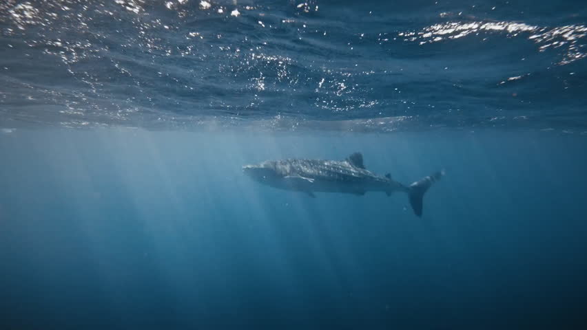 Whale shark swimming near a sea surface.