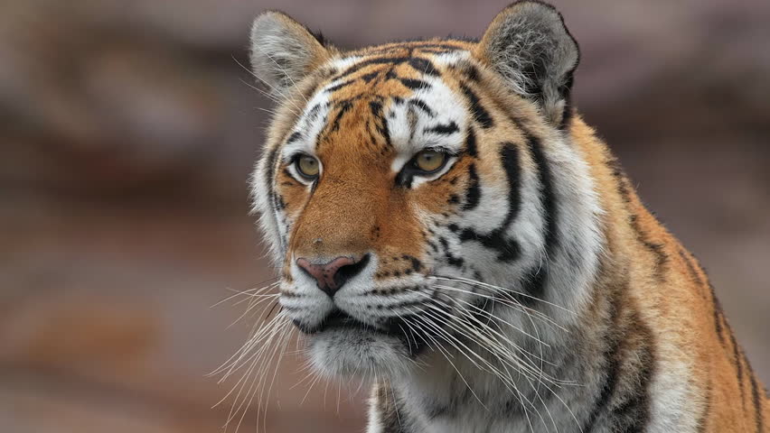 Portrait of Siberian tiger roaring and looking at camera.