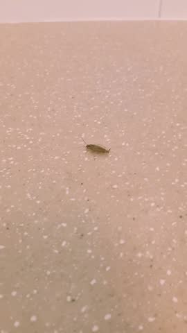 Small cockroach scurrying across a speckled bathroom countertop.