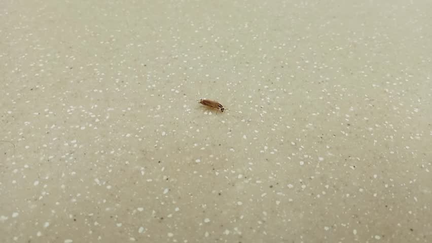 Small cockroach scurrying across a speckled bathroom countertop.