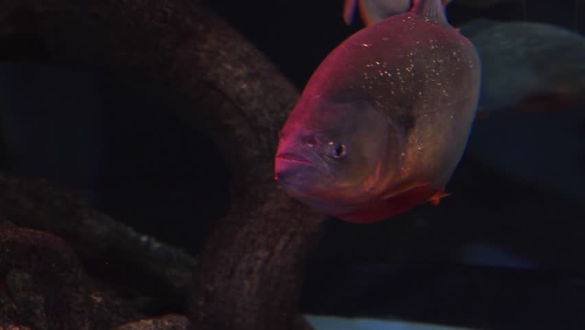 Tracking shot following a shoal of dangerous Red-bellied Piranhas with glittering scales swimming calmly in the dark freshwater tank of Aqua Planet Gwanggyo aquarium in South Korea