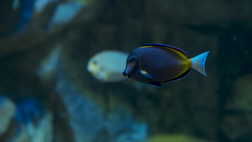 Beautiful bright blue and yellow tropical surgeonfish swims gracefully across dark water in a close up tracking shot taken inside Aqua Planet Gwanggyo aquarium tank